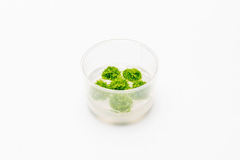 Riccia Fluitans UNS Tissue Culture Tissue Culture - Buce Plant