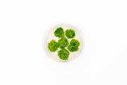 Riccia Fluitans UNS Tissue Culture Tissue Culture - Buce Plant