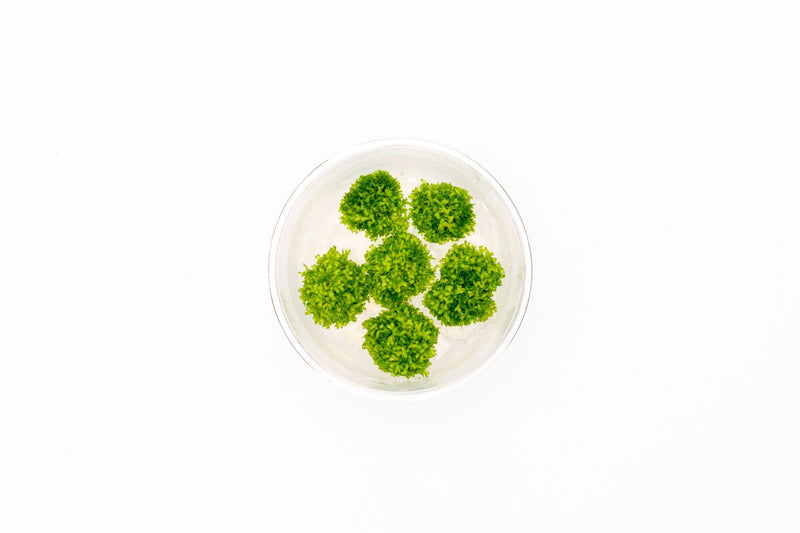 Riccia Fluitans UNS Tissue Culture Tissue Culture - Buce Plant