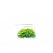 Riccia Fluitans Tissue Culture - Small Cup Aquatic Plant - Buce Plant