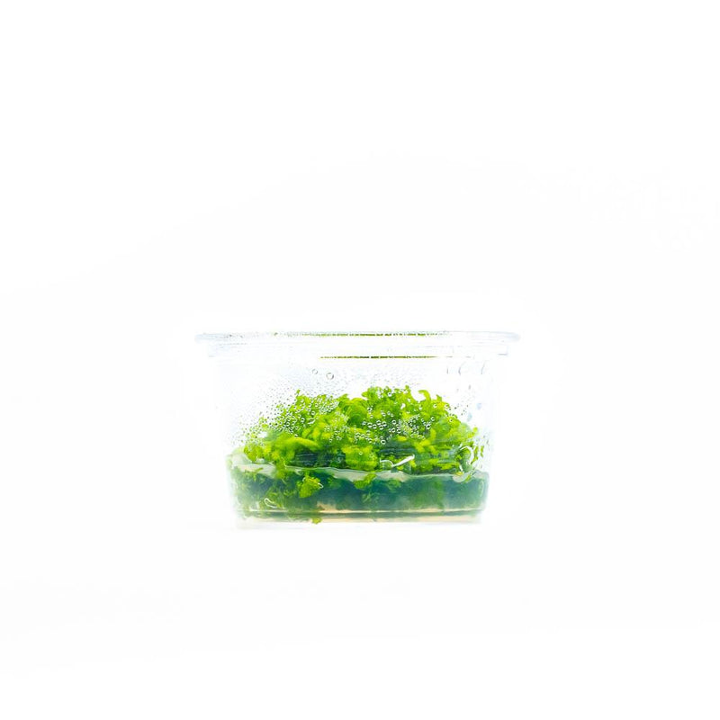 Riccia Fluitans Tissue Culture - Small Cup Aquatic Plant - Buce Plant