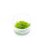 Riccia Fluitans Tissue Culture - Small Cup Aquatic Plant - Buce Plant
