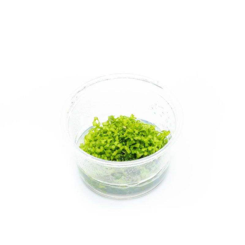 Riccia Fluitans Tissue Culture - Small Cup Aquatic Plant - Buce Plant