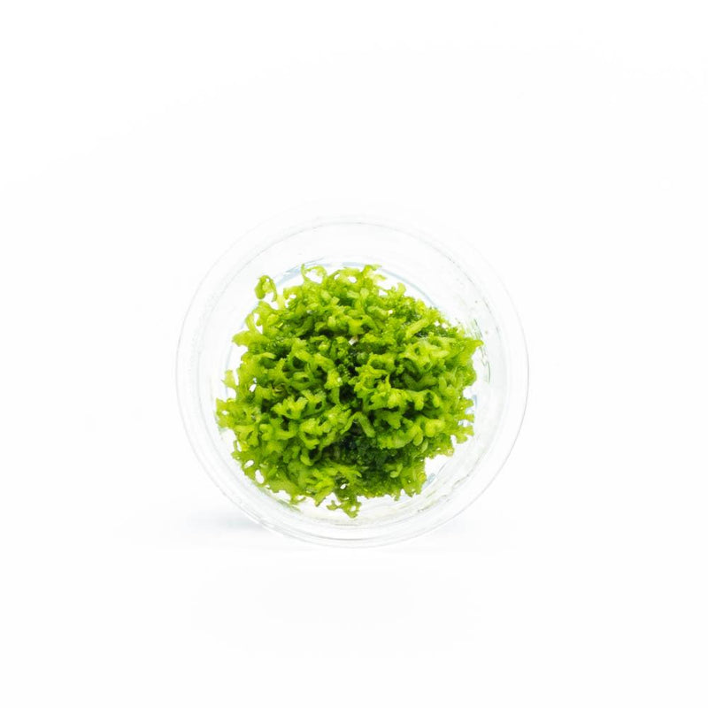 Riccia Fluitans Tissue Culture - Small Cup Aquatic Plant - Buce Plant