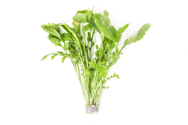 Healthy Rorippa aquatica aquatic plant from ACW with green, bushy foliage, ideal for freshwater aquariums and pond landscaping.