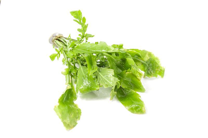 Healthy Rorippa Aquatica aquatic plant with bright green, finely divided leaves, ideal for freshwater aquariums.