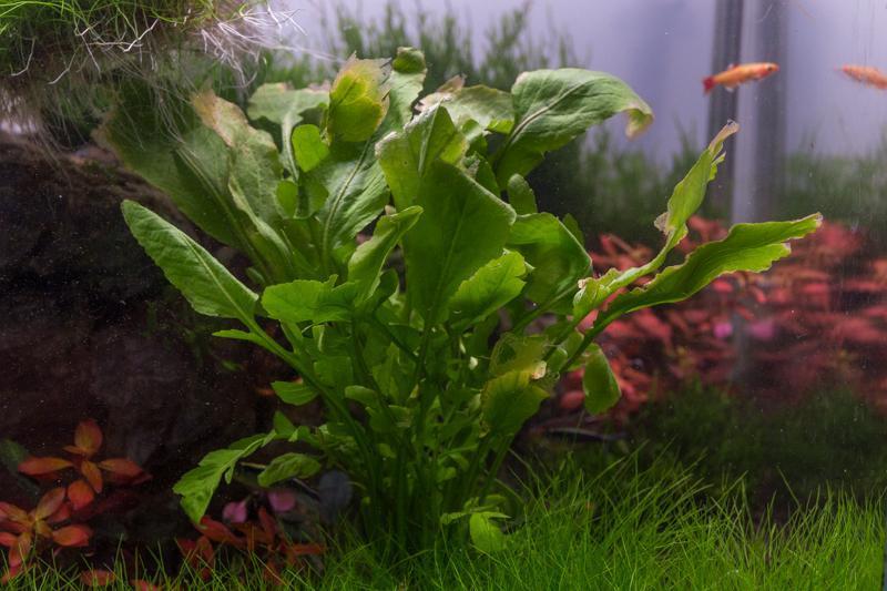 Healthy Rorippa Aquatica aquatic plant from ACW with vibrant green leaves, ideal for freshwater aquariums and pond setups.