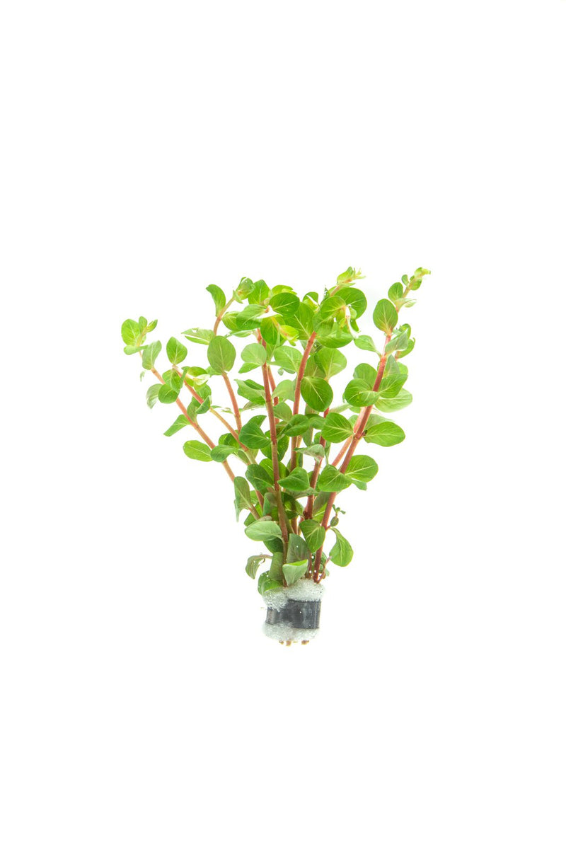 Rotala Blood Red Aquatic Plant - Buce Plant