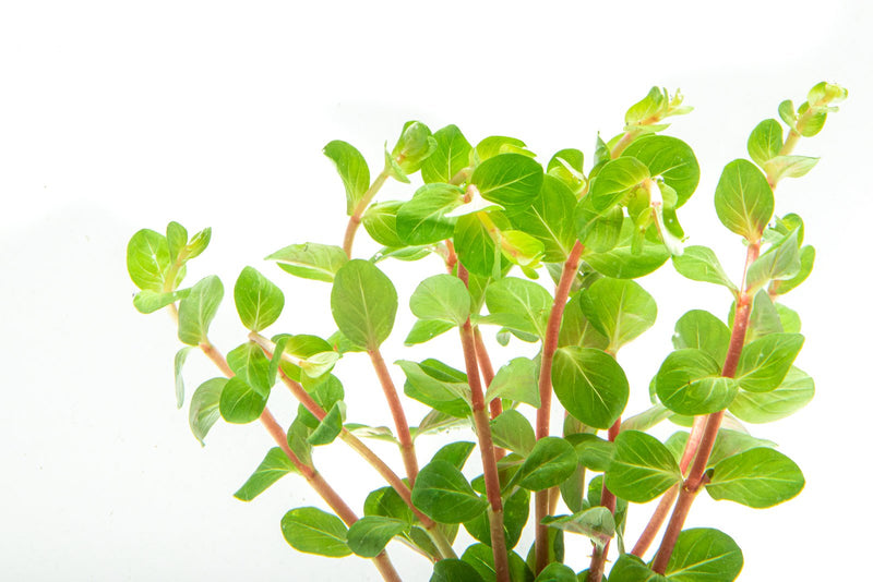 Rotala Blood Red Aquatic Plant - Buce Plant
