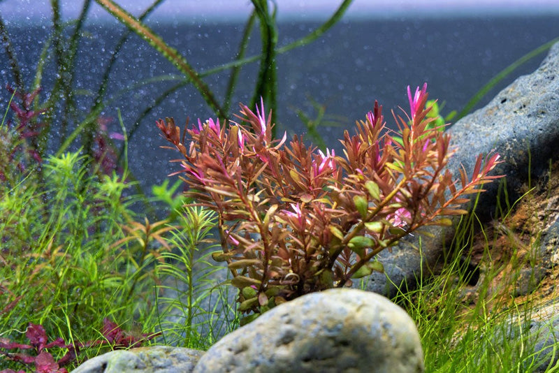 Rotala Blood Red Aquatic Plant - Buce Plant
