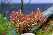 Rotala Blood Red Aquatic Plant - Buce Plant