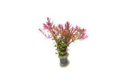 Rotala Blood Red Aquatic Plant - Buce Plant