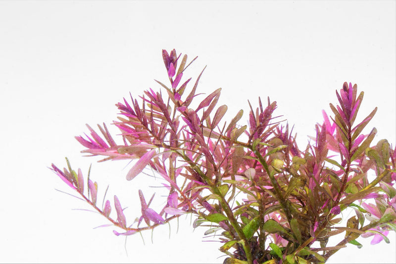 Rotala Blood Red Aquatic Plant - Buce Plant