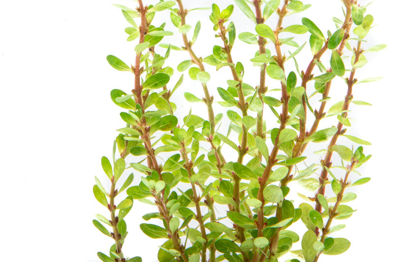 Healthy Rotala Bonsai aquatic plant from IS, showcasing vibrant green stems and fine leaves in a freshwater aquarium setting.