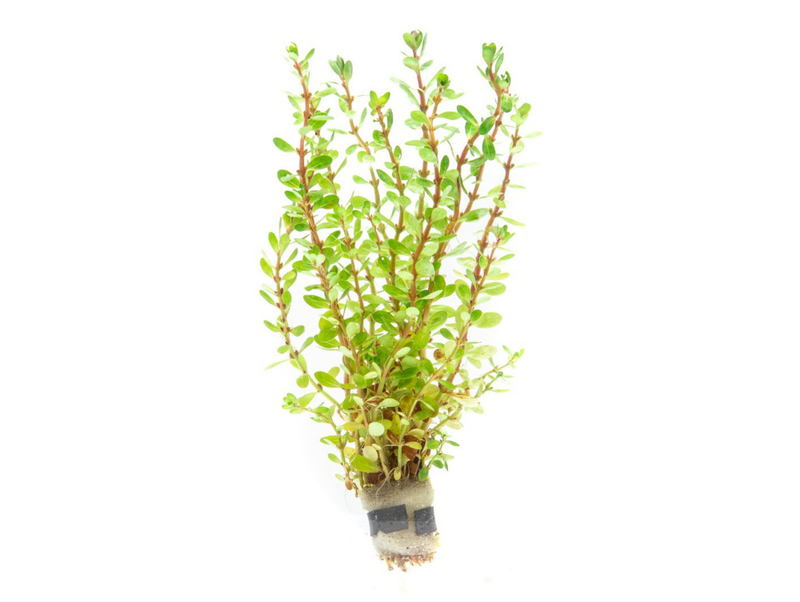 Healthy Rotala Bonsai aquatic plant from IS with vibrant green stems and delicate leaves for freshwater aquariums.