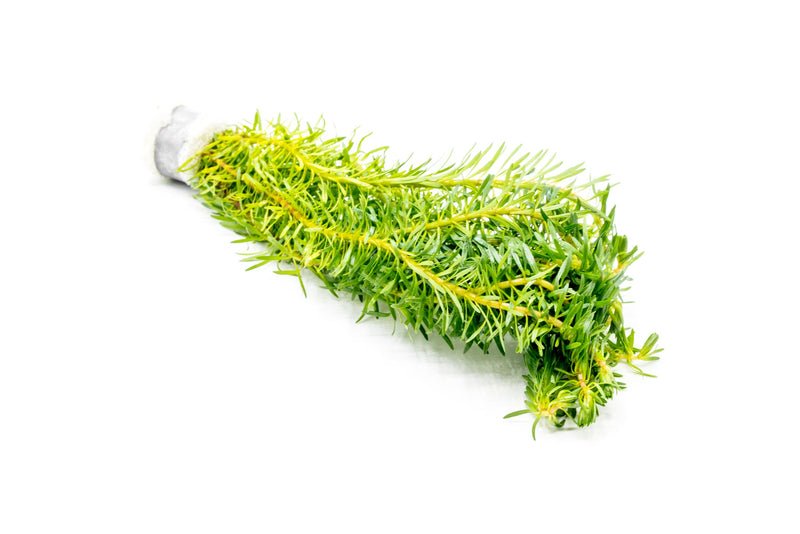 Healthy Rotala bossii aquatic plant from CPA, with vibrant green stems and fine leaves suitable for freshwater aquariums.
