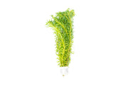 Healthy Rotala Bossii aquatic plant from CPA with vibrant green stems and delicate leaves suitable for freshwater aquariums.