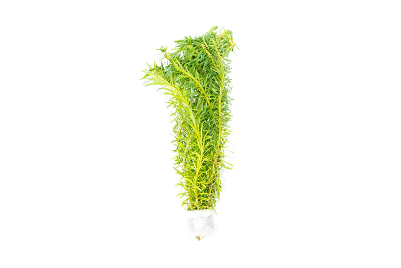 Healthy Rotala Bossii aquatic plant from CPA with vibrant green stems and delicate leaves suitable for freshwater aquariums.