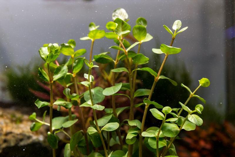 Healthy Rotala Ceylon aquatic plant from ACW with vibrant green stems and fine leaves, ideal for freshwater aquariums.