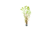Healthy Rotala Ceylon aquatic plant from ACW with vibrant green and red stems for freshwater aquariums.