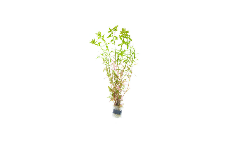 Healthy Rotala Ceylon aquatic plant from ACW with vibrant green and red stems for freshwater aquariums.