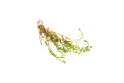 Healthy Rotala Ceylon aquatic plant from ACW with vibrant green stems and leaves, ideal for freshwater aquariums.