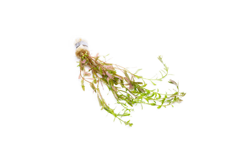 Healthy Rotala Ceylon aquatic plant from ACW with vibrant green stems and leaves, ideal for freshwater aquariums.