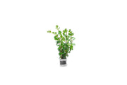 Healthy Rotala Ceylon aquatic plant from ACW with vibrant green stems and delicate leaves, ideal for freshwater aquariums.