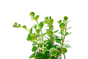 Healthy Rotala Ceylon aquatic plant from ACW with vibrant green stems and delicate leaves for freshwater aquariums.
