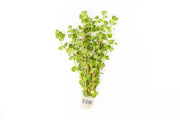 Healthy Rotala Coin Leaf aquatic plant from IS with vibrant green, fine leaf details, suitable for freshwater aquarium decoration.