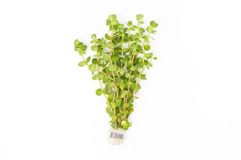 Healthy Rotala Coin Leaf aquatic plant from IS with vibrant green, fine leaf details, suitable for freshwater aquarium decoration.