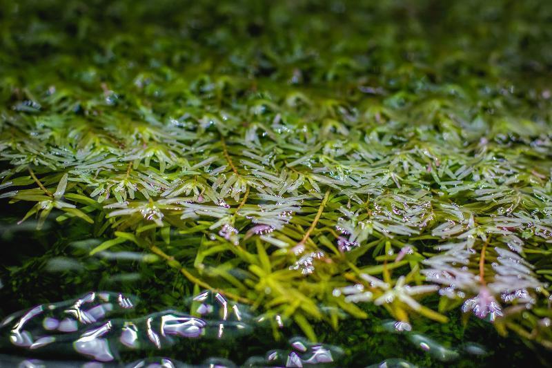 Healthy Rotala Coin Leaf aquatic plant from IS brand with vibrant green, finely textured leaves for freshwater aquariums.