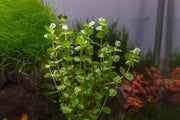 Healthy Rotala Coin Leaf aquatic plant from IS with vibrant green, coin-shaped leaves suitable for freshwater aquariums.