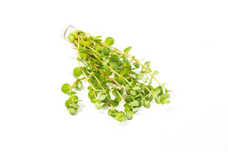 Close-up of IS Rotala Coin Leaf aquatic plant with vibrant green, narrow leaves suitable for freshwater aquariums.
