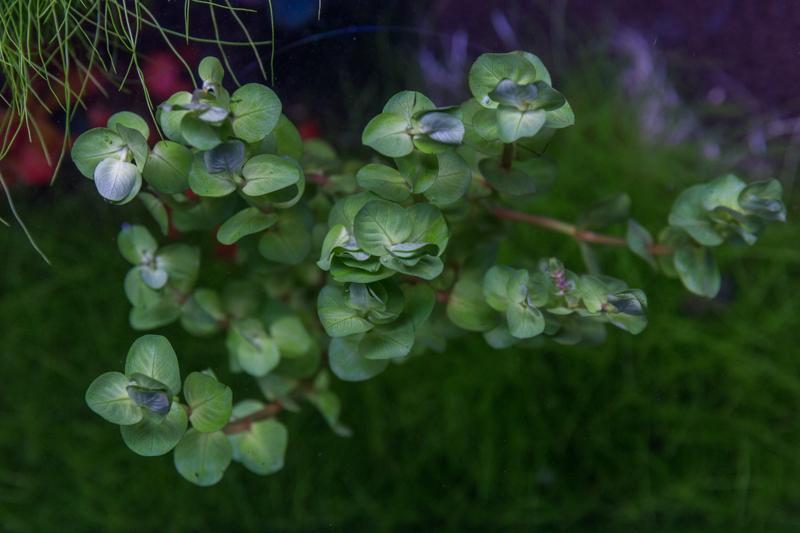 Healthy Rotala Coin Leaf aquatic plant from IS with vibrant green, narrow coin-shaped leaves for freshwater aquariums.