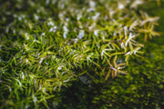 Healthy Rotala Coin Leaf aquatic plant from IS with vibrant green, narrow coin-shaped leaves for freshwater aquariums.
