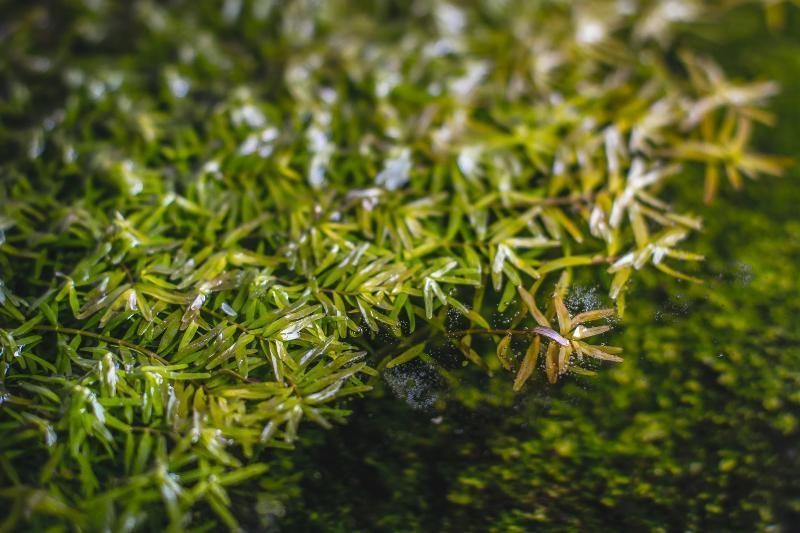 Healthy Rotala Coin Leaf aquatic plant from IS with vibrant green, narrow coin-shaped leaves for freshwater aquariums.