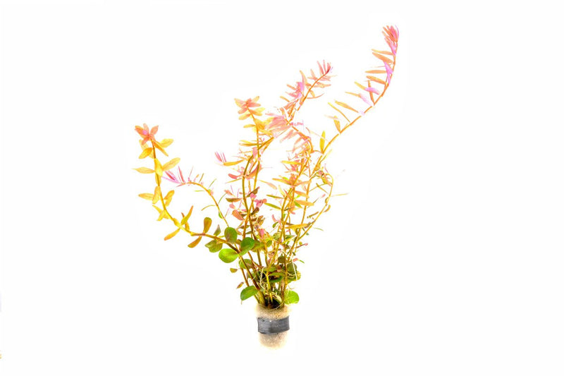Healthy Rotala Coin Leaf aquatic plant from IS, featuring vibrant green, coin-shaped leaves for freshwater aquariums.