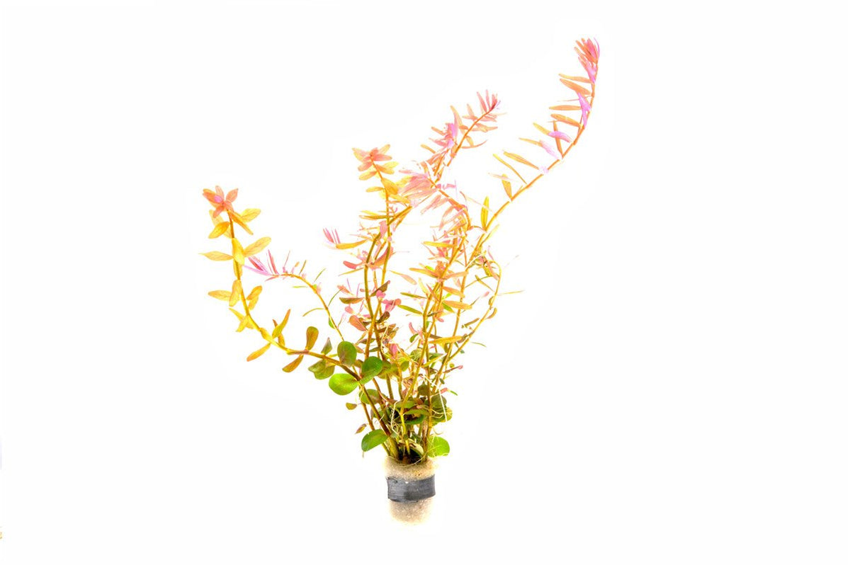 Rotala Coin Leaf Aquarium Plant - Buce Plant