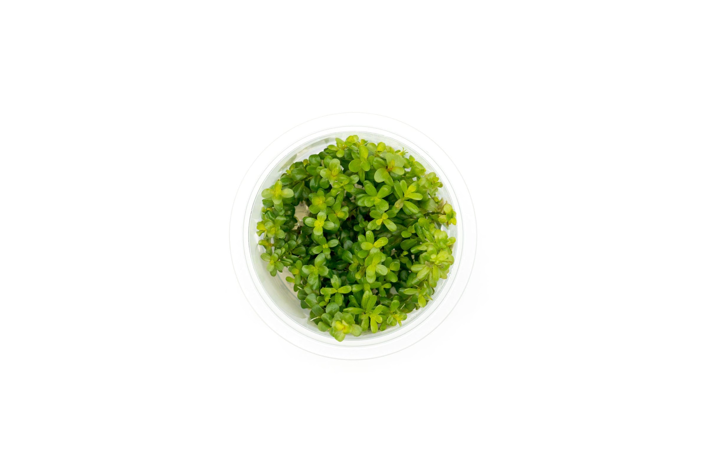 Rotala Coin Leaf Tissue Culture Aquarium Plant — Buce Plant