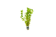 Healthy Rotala Colorata aquatic plant from IS, showcasing vibrant green and red stems for freshwater aquariums.