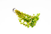 Healthy Rotala Colorata aquatic plant from IS with vibrant green and reddish stems, ideal for freshwater aquarium decoration.