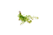 Healthy Rotala Colorata aquatic plant from IS, showcasing vibrant green and red stems and delicate leaves for freshwater aquariums.