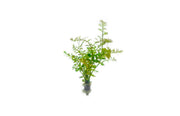 Healthy Rotala Colorata aquatic plant from IS with vibrant green and red stems, suitable for freshwater aquariums.