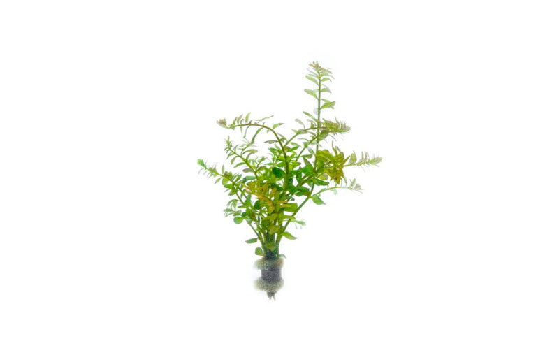 Healthy Rotala Colorata aquatic plant from IS with vibrant green and red stems, suitable for freshwater aquariums.