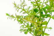 Healthy Rotala Colorata aquatic plant from IS, vibrant green and red stems, ideal for freshwater aquariums.