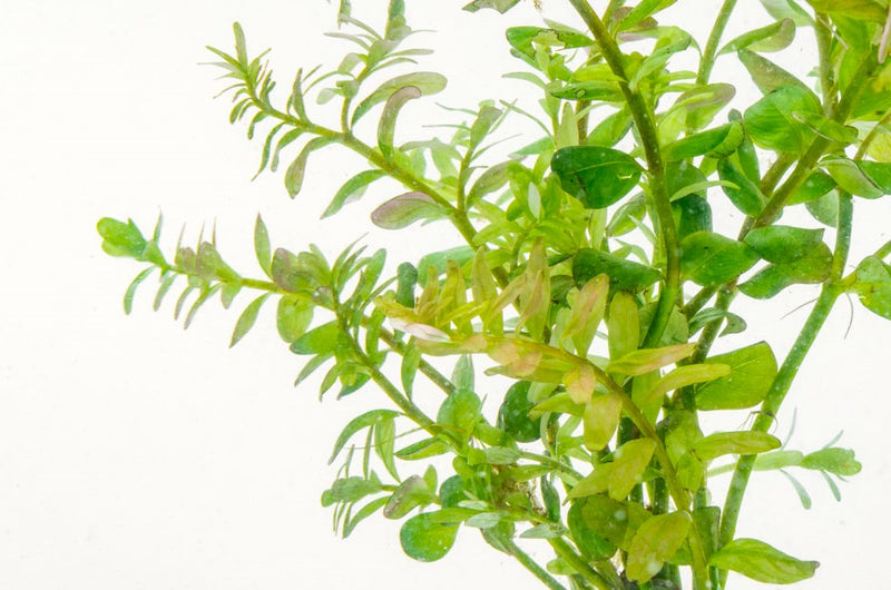 Healthy Rotala Colorata aquatic plant from IS, vibrant green and red stems, ideal for freshwater aquariums.