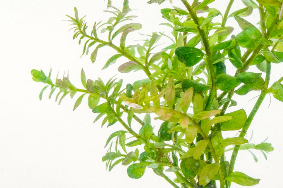 Freshwater Aquarium Plants Live Plants Shipped to Your Door! — Buce Plant