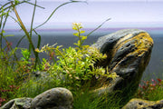 Vivid Rotala colorata aquatic plant with slender green and reddish stems, ideal for freshwater aquarium decoration.