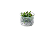 Rotala Colorata UNS Tissue Culture Aquatic Plant - Buce Plant